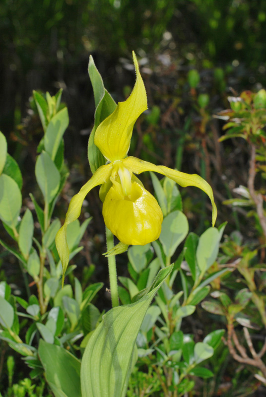 Cypripedium calceolus - Dolomiti di Brenta